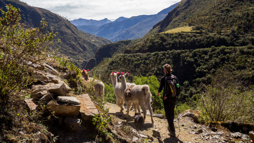 Caminante y llamas en un sendero de montaña de los Andes