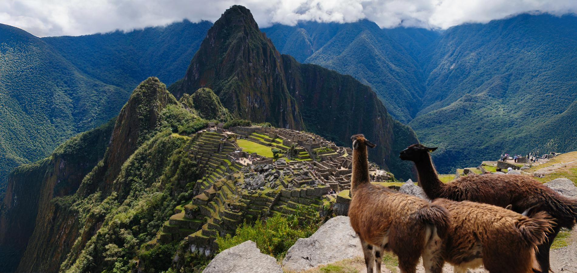Llamas frente a Machu Picchu y el Huayna Picchu