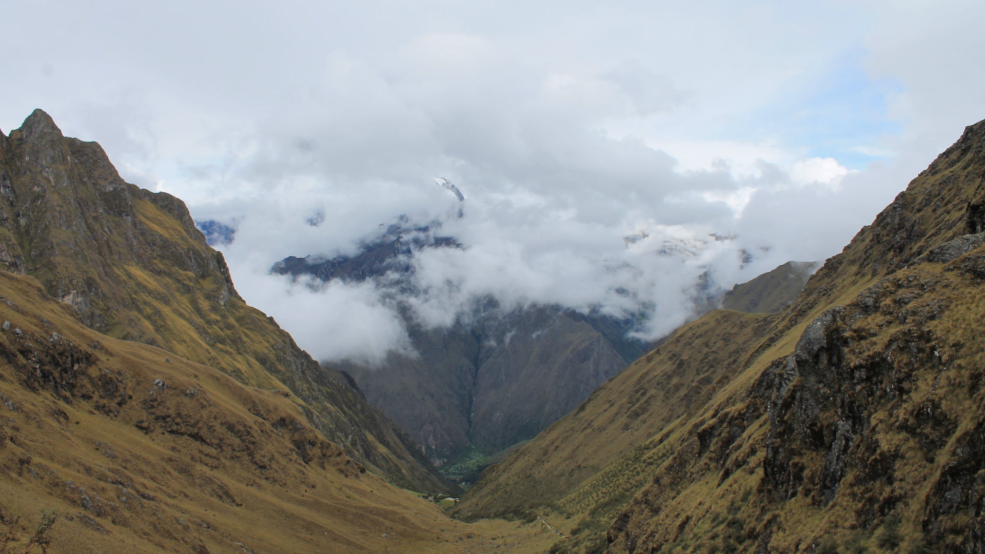 Native plants and high-altitude vegetation along the trail at Warmiwañusca Pass in the Peruvian Andes