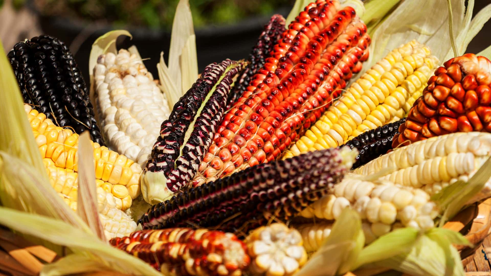 A traditional Andean dish with quinoa, potatoes, and corn, served on a rustic wooden plate.