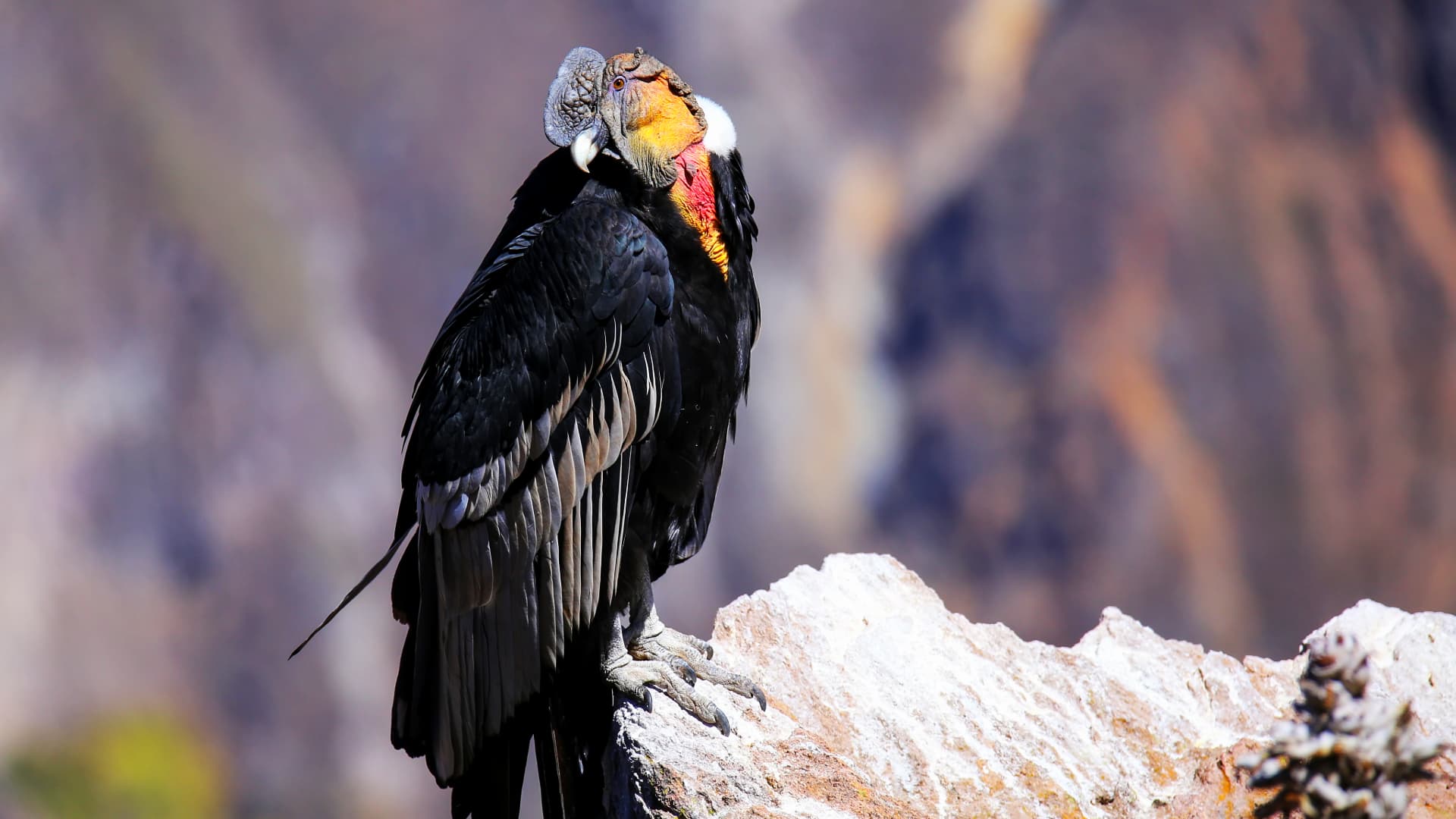 Aventura en el Cañón del Colca: Un Día en la Cruz del Cóndor