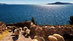 Rebanho de ovelhas num caminho de pedra acima do lago Titicaca