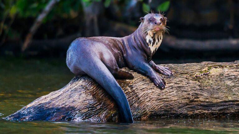 Lake Sandoval and Manu Biosphere Reserve Tour (3 days)