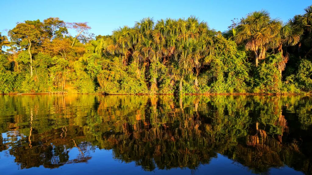 Palms and rainforest reflected in a calm lake in golden light