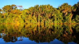 Palmeiras e floresta refletidas em um lago calmo sob luz dourada