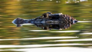 Caiman head peeking above calm, reflective water