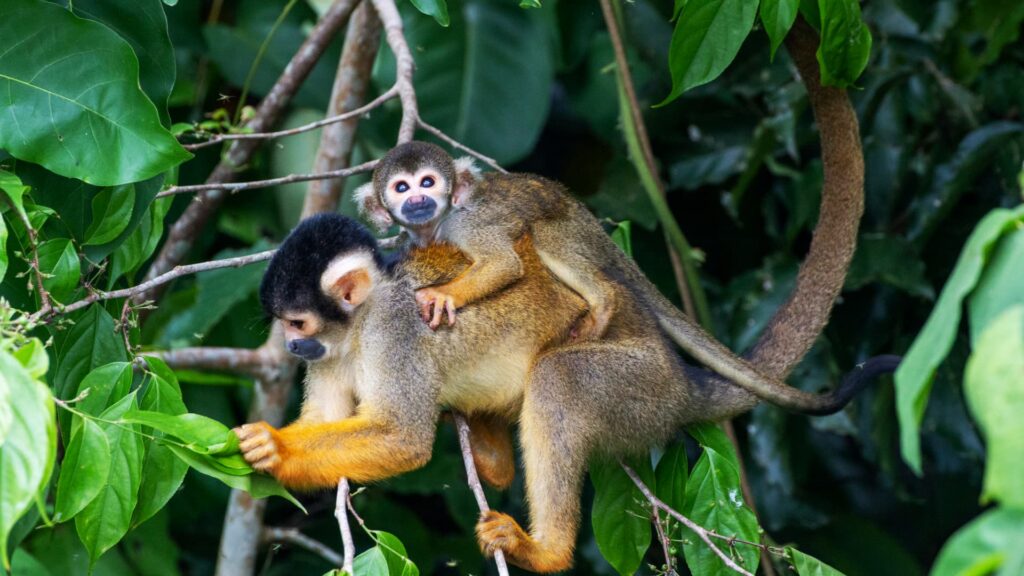 Squirrel monkey carrying its baby on its back in rainforest foliage