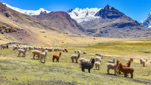 Alpacas diante do nevado Ausangate a caminho da Montanha Colorida