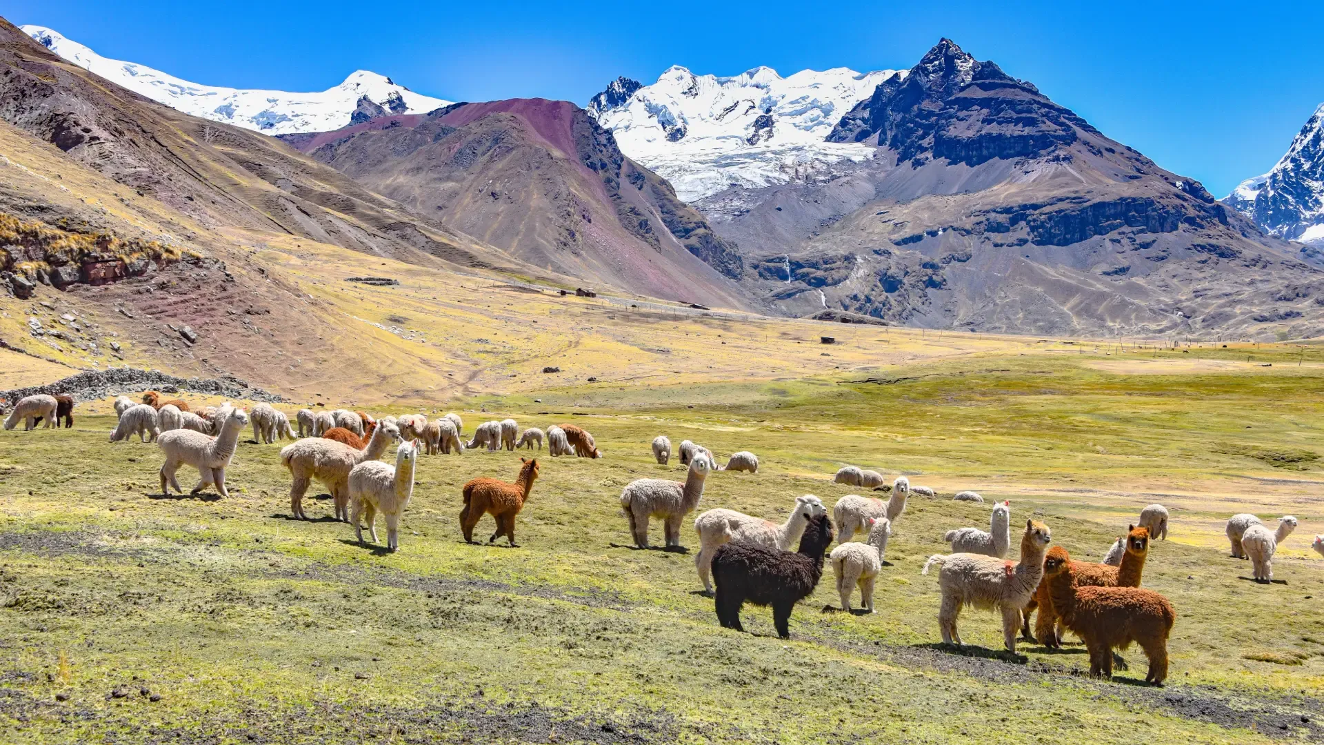 Alpacas diante do nevado Ausangate a caminho da Montanha Colorida